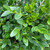  Buxus x Green Velvet 168815 