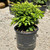  Buxus x Green Velvet 168815 