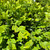  Buxus x Green Velvet 168815 