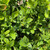  Buxus x Green Velvet 168816 