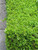  Buxus x Green Velvet 168817 