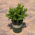  Buxus x Green Velvet 190363 