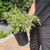 Buxus sempervirens variegata 192280