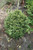  Buxus sempervirens variegata 192280 