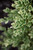  Buxus sempervirens variegata 192280 