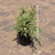  Buxus sempervirens variegata 192280 