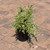  Buxus sempervirens variegata 192280 