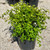 Buxus microphylla Winter Gem 195054 