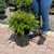  Buxus microphylla Winter Gem 195054 