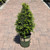  Buxus x Green Mountain 249427 