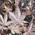  Acer palmatum Rhode Island Red 283833 