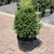 Buxus x Green Mountain 293938