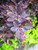  Berberis Crimson Cutie 299714 