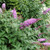  Buddleia davidii Pugster Pinker 309310 