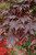  Acer palmatum Bloodgood 168408 
