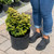 Chamacyparis Chamaecyparis obtusa Aurea Nana 168926 