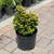 Chamacyparis Chamaecyparis obtusa Aurea Nana 168926 