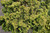 Chamacyparis Chamaecyparis obtusa Aurea Nana 168926 