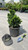 Chamaecyparis obtusa Nana Gracilis 211763