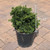 Chamaecyparis obtusa Nana Gracilis 211763