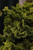 Chamacyparis Chamaecyparis obtusa Nana Gracilis 211763 