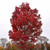 Acer rubrum October Glory 168567