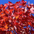  Acer rubrum October Glory 168567 