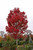  Acer rubrum October Glory 168567 