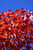  Acer rubrum October Glory 168567 