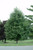  Acer rubrum October Glory 168567 