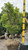  Acer palmatum Sango Kaku 243721 