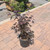  Acer palmatum Rhode Island Red 283612 