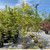  Acer palmatum Sango Kaku 168474 