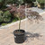 Acer palmatum dissectum Crimson Queen 168506