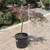  Acer palmatum dissectum Crimson Queen 168506 