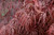  Acer palmatum dissectum Crimson Queen 168512 