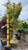 Acer palmatum Sango Kaku 168409