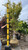  Acer palmatum Sango Kaku 168409 