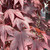  Acer palmatum Emperor l 168431 