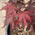 Acer palmatum Fireglow 168437