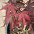  Acer palmatum Fireglow 168437 