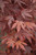  Acer palmatum Fireglow 168437 