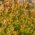 Thuja occidentalis Rheingold 170183 