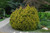  Thuja occidentalis Rheingold 170183 