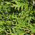  Thuja plicata Green Giant 173292 