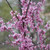 Other Dec. Tree Cercis canadensis Forest Pansy 168913 