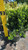 Euonymous Euonymus japonicus Greenspire 169136 
