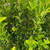 Euonymous Euonymus japonicus Greenspire 169136 