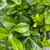 Euonymus kiautschovicus Manhattan 169149