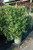 Euonymous Euonymus kiautschovicus Manhattan 169149 
